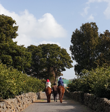 제주도 한달살기 승마 및 감귤따기 체험