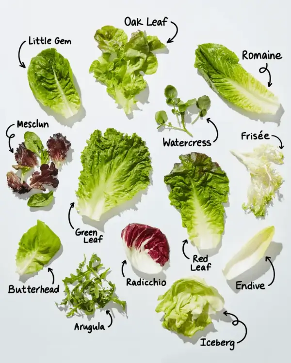 상추 = 샐러드 그린 Salad Greens