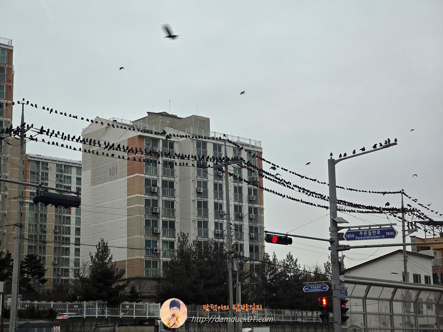 2026년 1월 14일 화성 매송면 까마귀떼