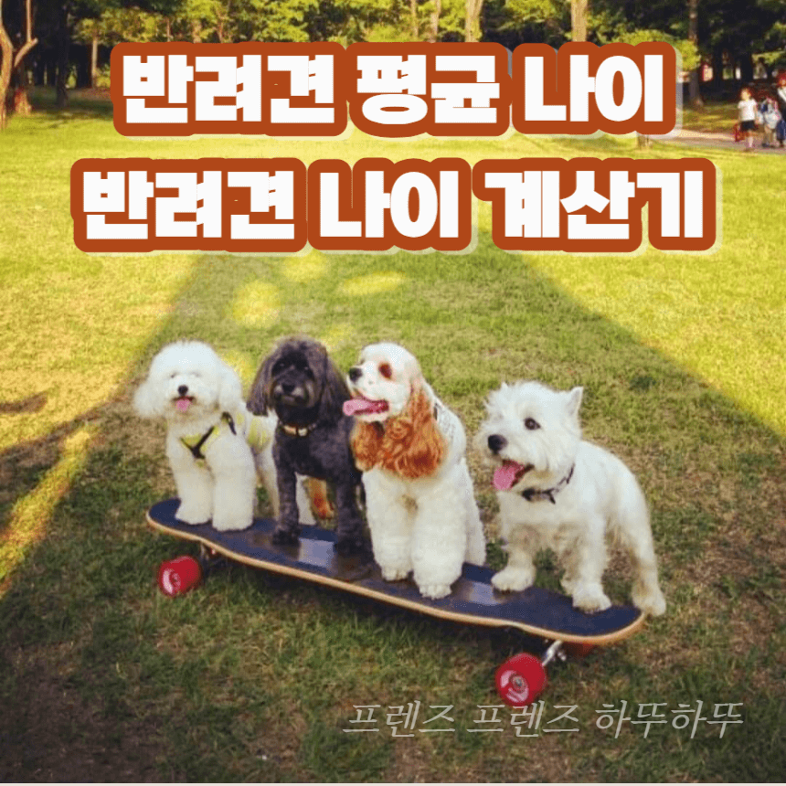 반려견 평균 나이