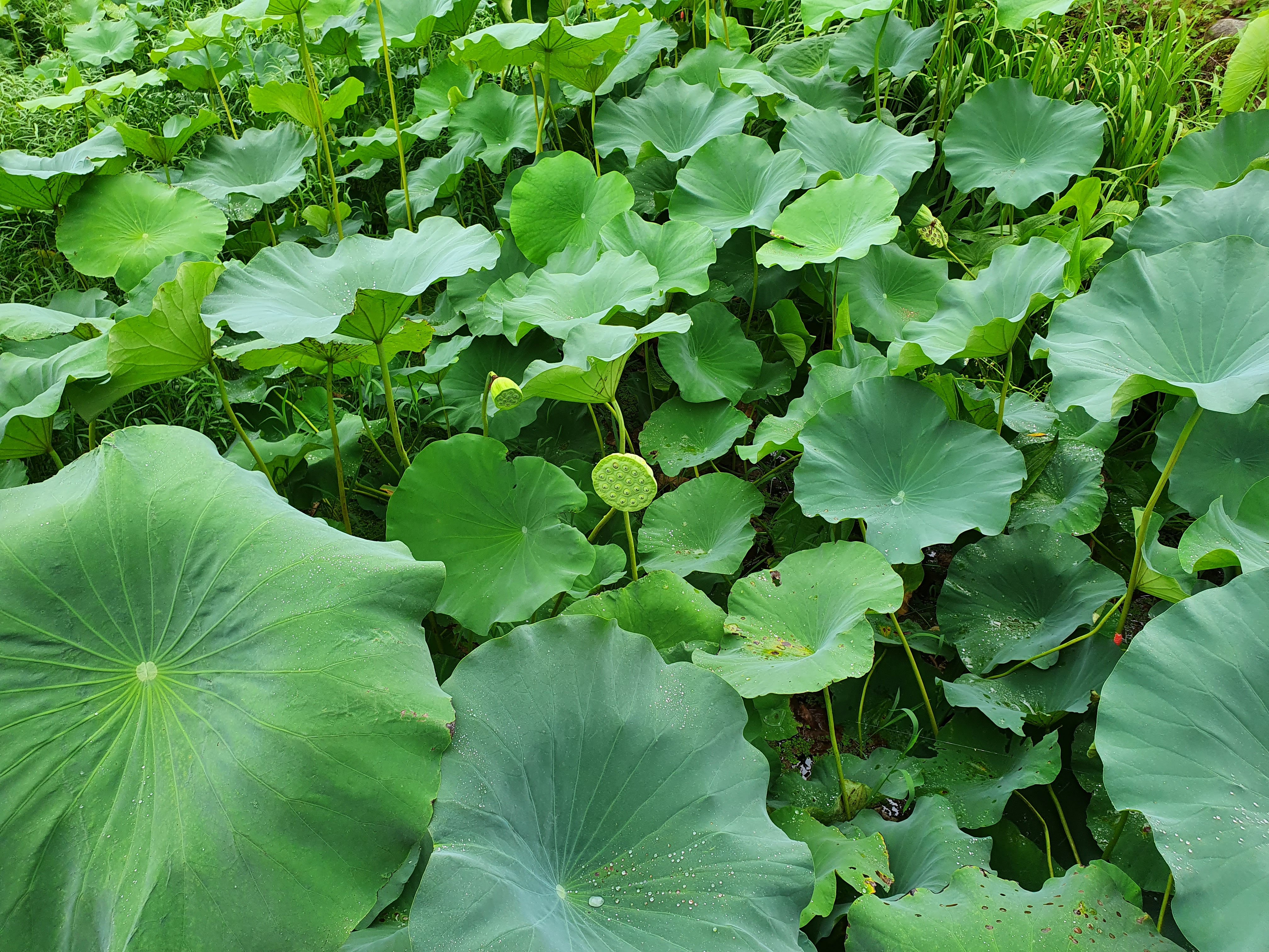 수생 식물
