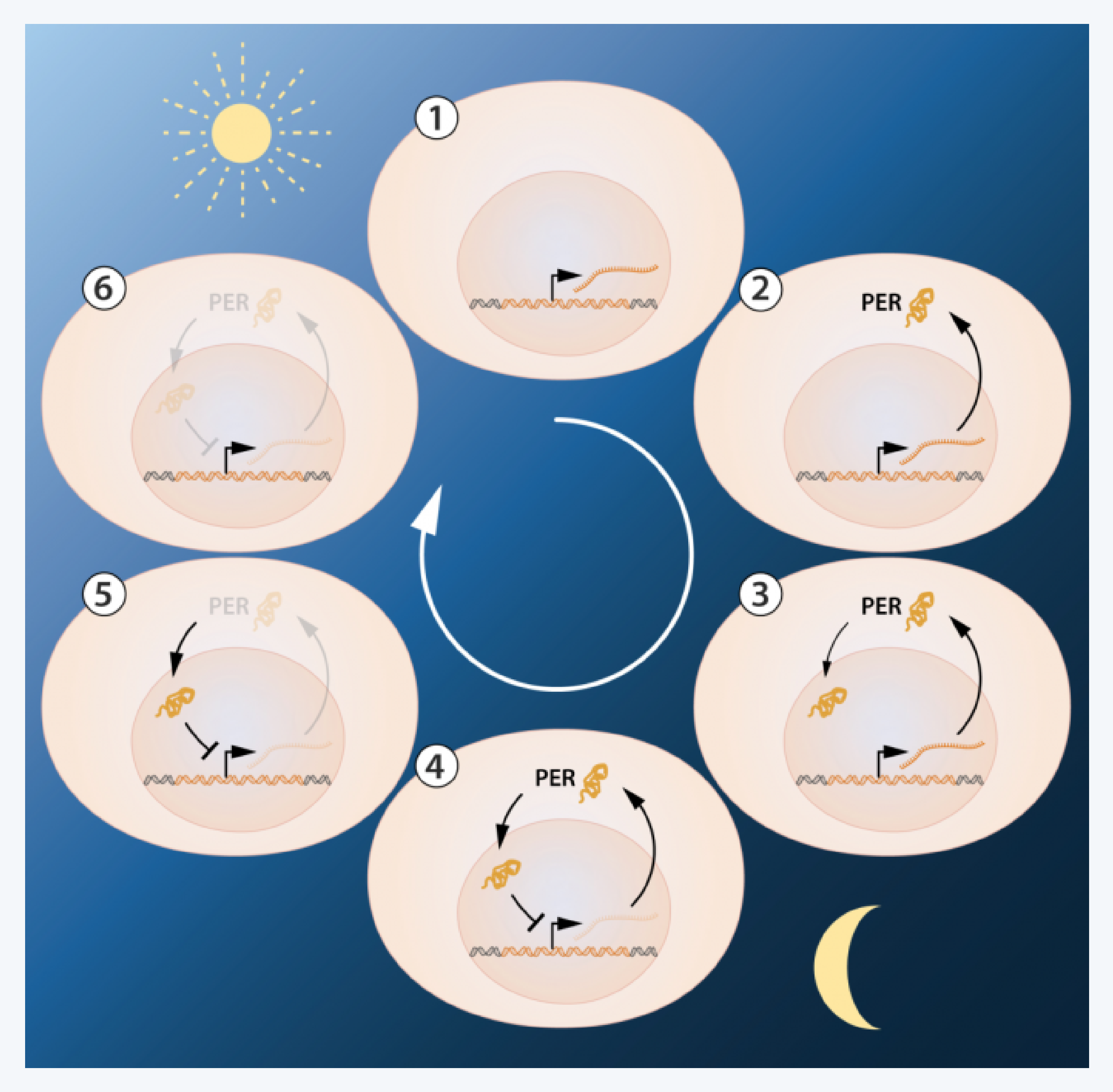 생체시계, 시차증후군