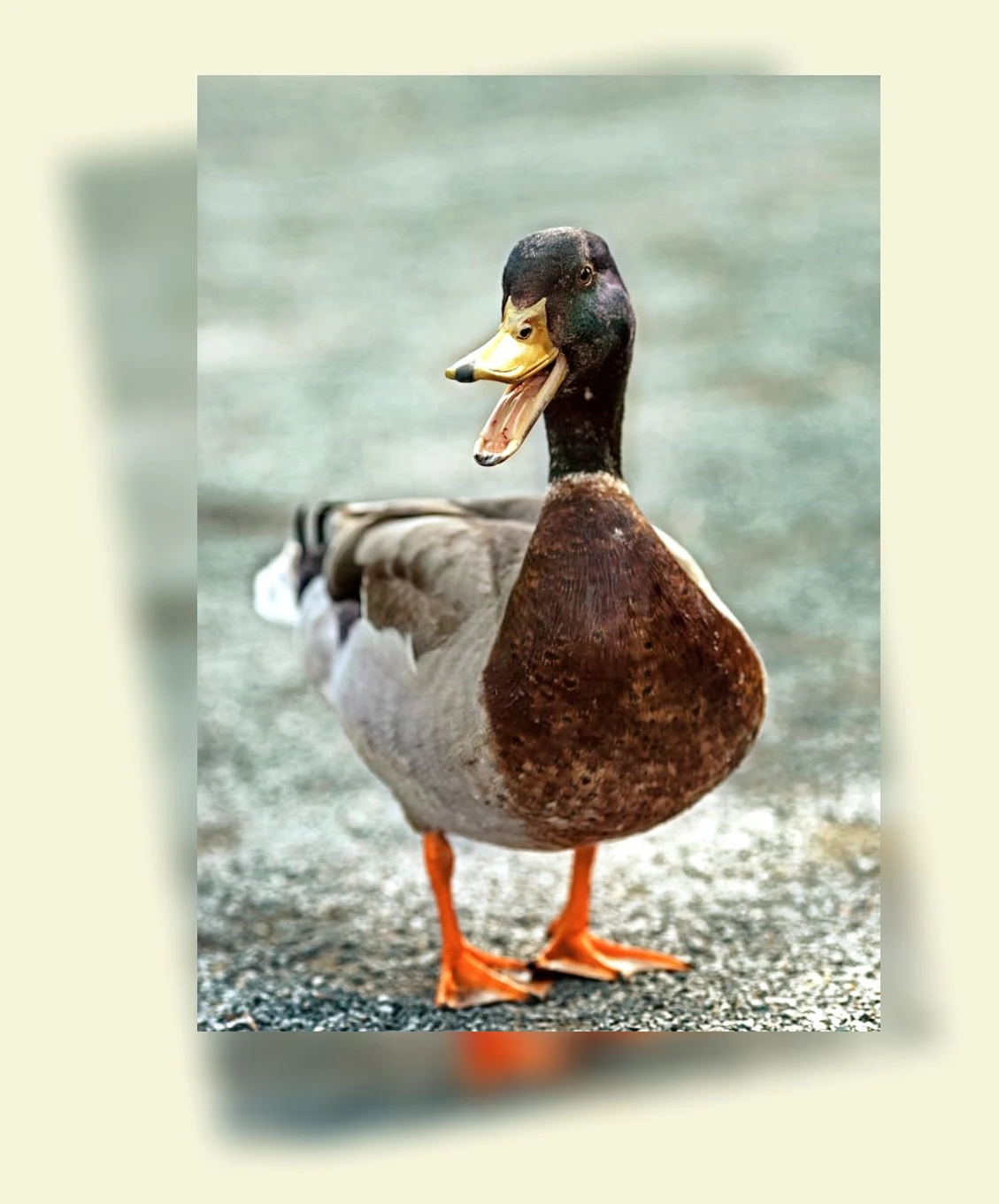 뽕오리백숙_1_subsection