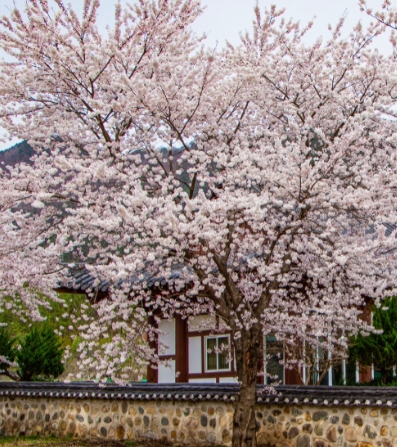 2025년 부곡온천축제