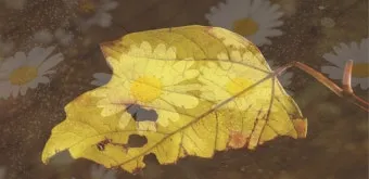 악보 표기법의 진화 – 고대 성가부터 현대 그래픽 악보까지로 여정 음악사 역사 정리_14