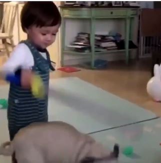 샘해밍턴 정유미 강아지 학대