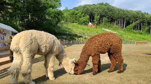 강원도 홍천 알파카월드 