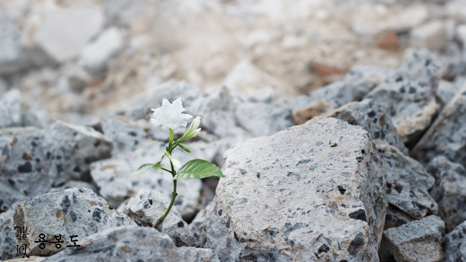 White flower growing on cracks ruins building, hope and faith