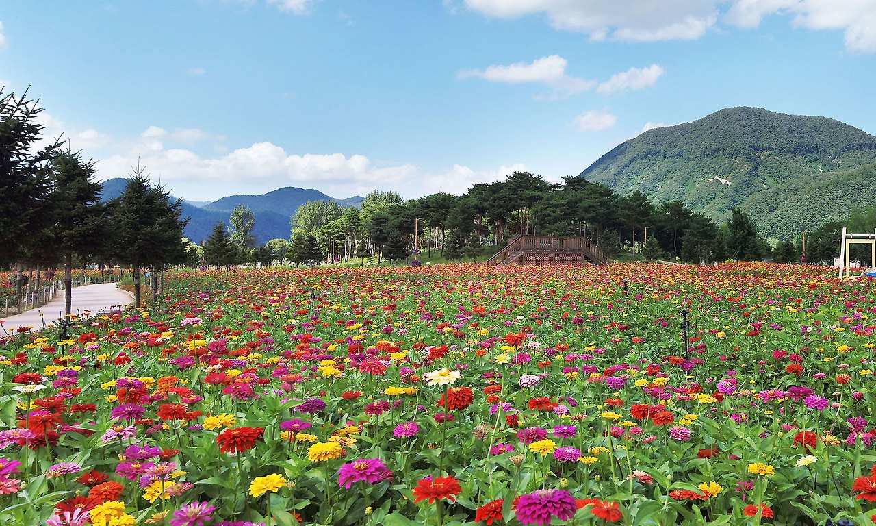 자라섬 꽃 페스타 Colorful Garden 총정리