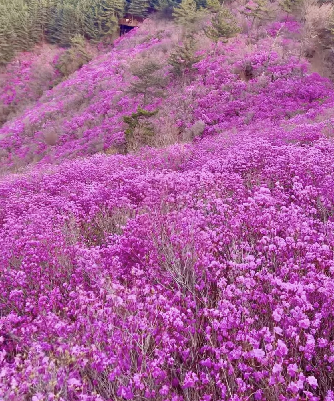 벚꽃은 짧다 지금 더 예쁜 봄꽃 명소 총정리(진달래 유채꽃 명소) 관련사진