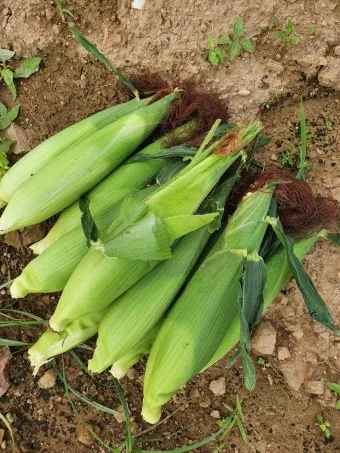 옥수수 키우는 법 품종 파종 수분수 당도 올리는 비결_23