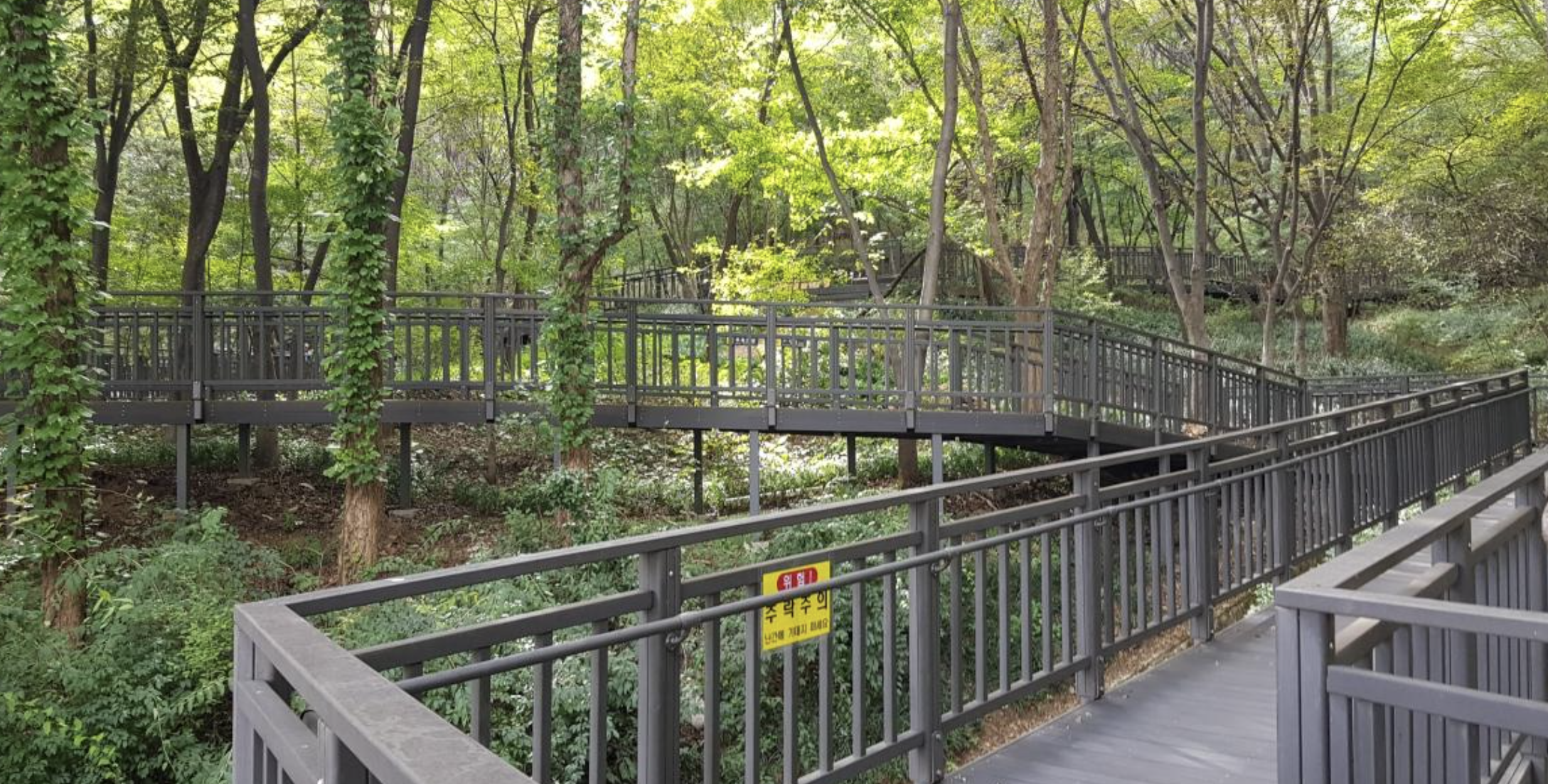 서울 봉산 편백나무 치유의 숲 전경