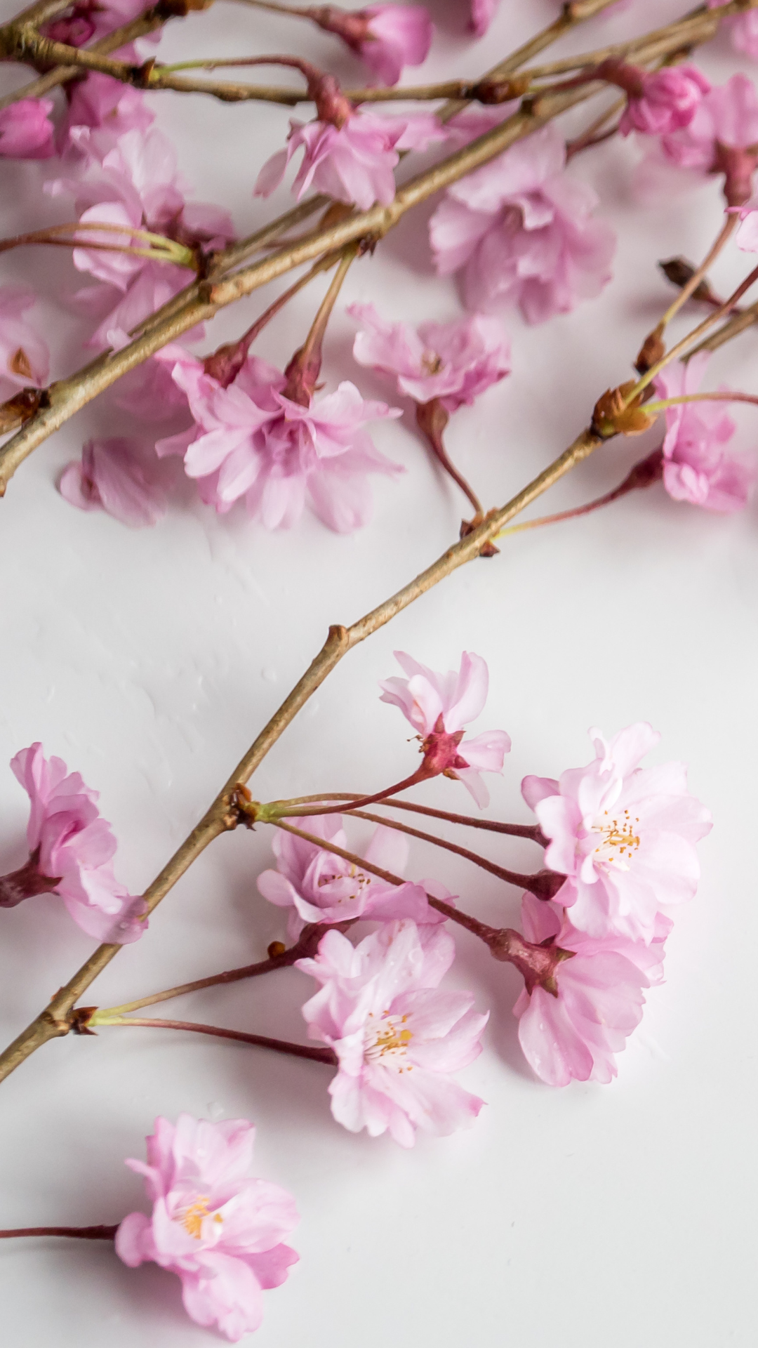 꽃 배경화면 사진 고화질 이미지 스마트폰