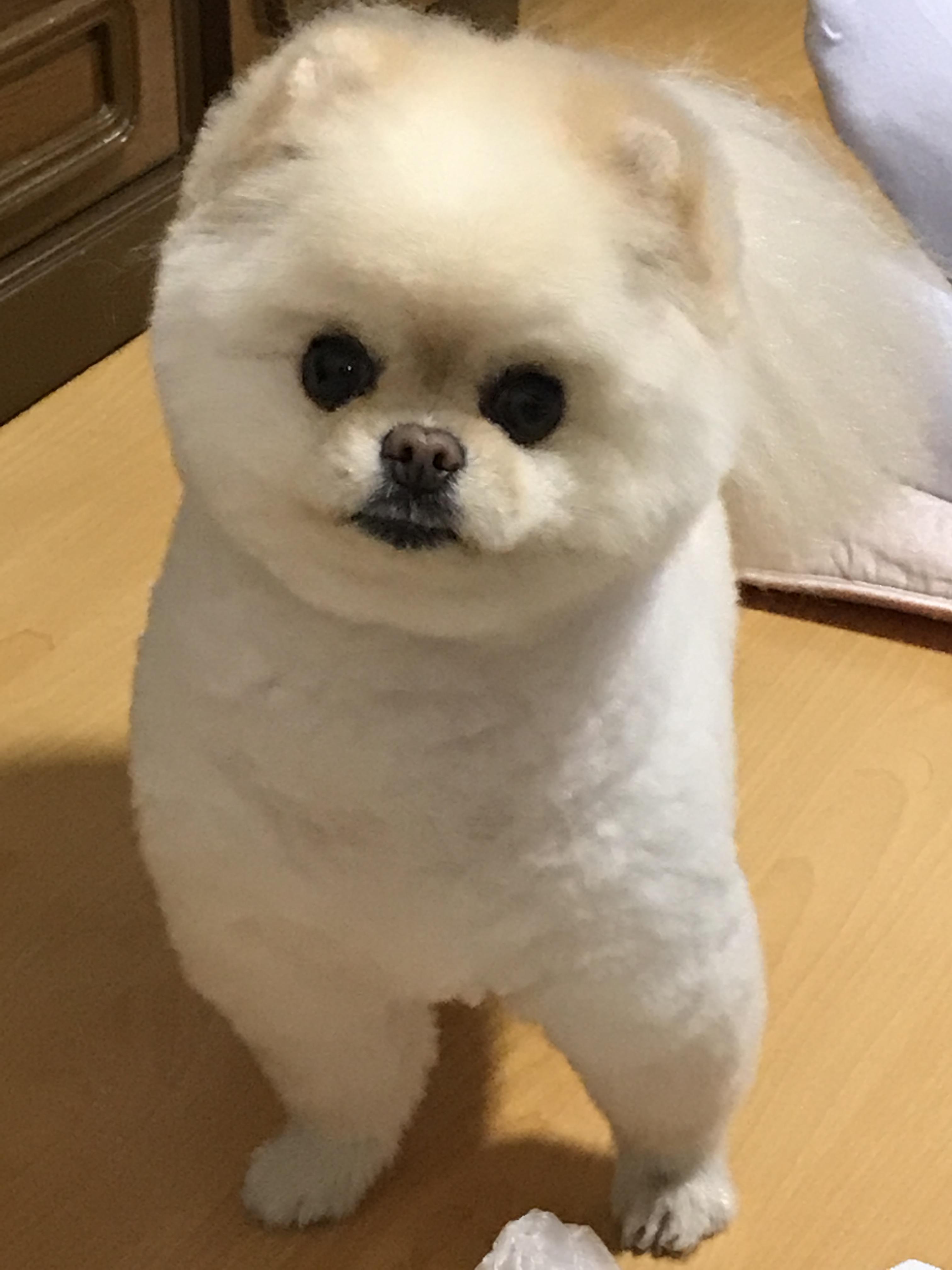 강아지 똥꼬스키의 이유 항문낭&amp;#44; 짜야 할까?