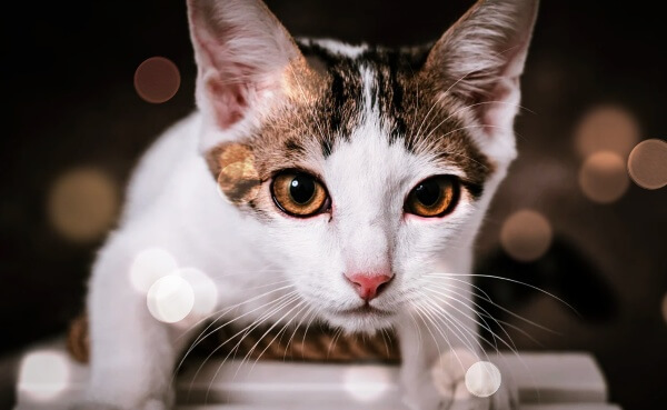 정면을-바라보는-고양이