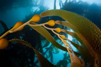 다시마 효능 및 영양성분, 주의점