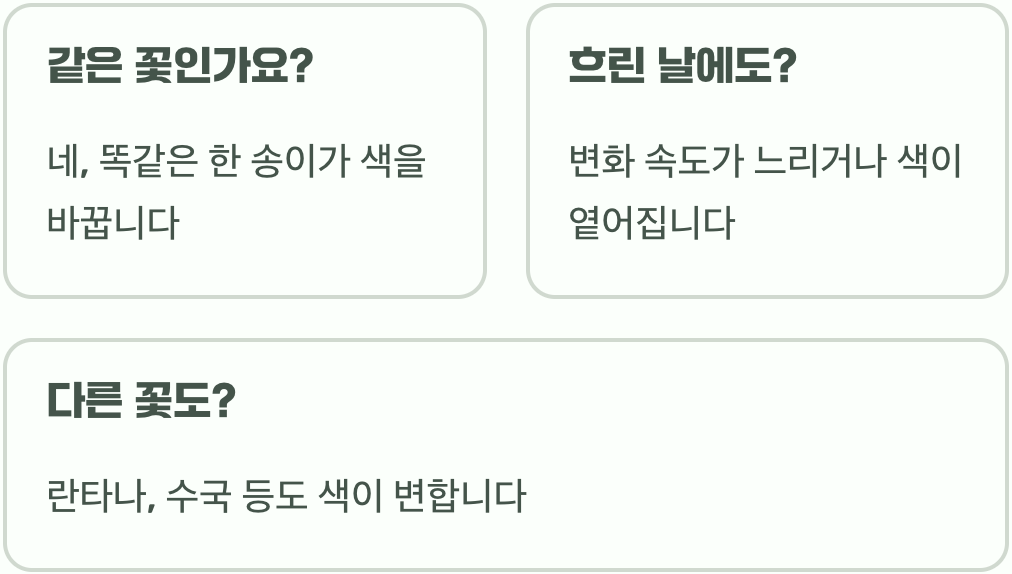 아침엔 흰색, 저녁엔 붉은색, 하루 세 번 변하는 부용의 비밀