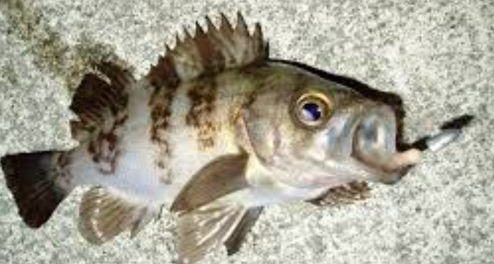 지그헤드에 걸린 볼락의 모습