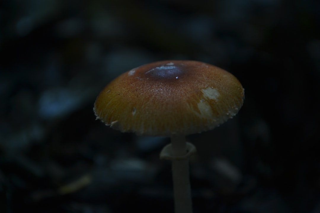 Identification