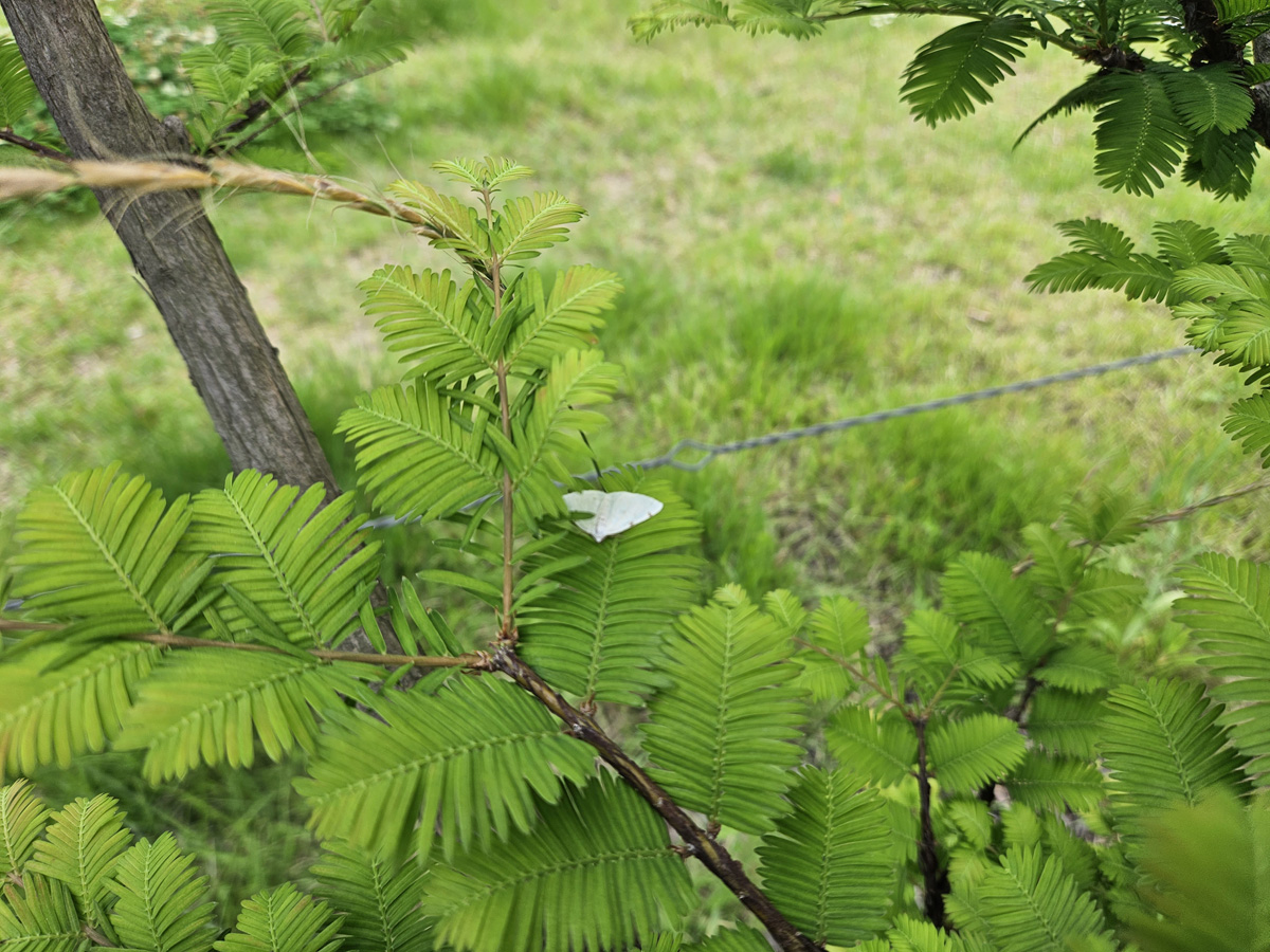 메타세쿼이아 잎1