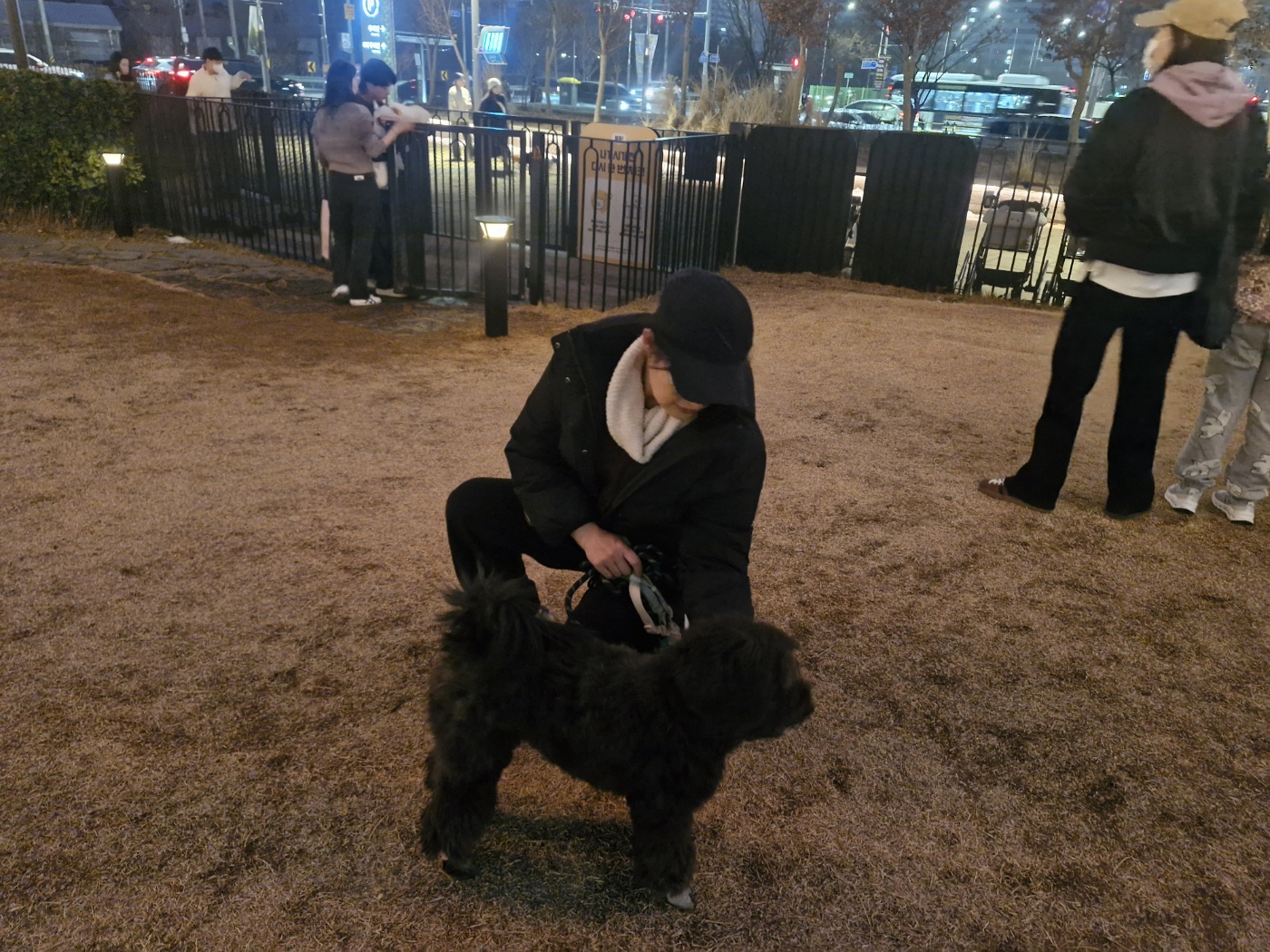 강아지, 왜 회식을 선택해야 할까? 모르면 강아지 아파요