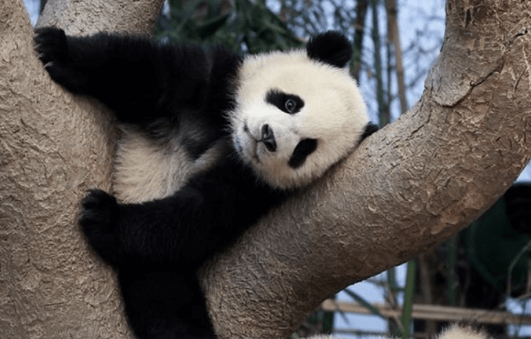 에버랜드 팬다 사진