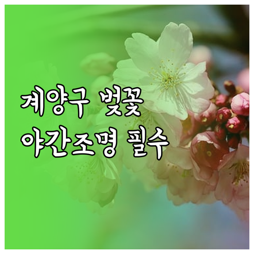 2026 계양구 벚꽃 축제 일정과 야..