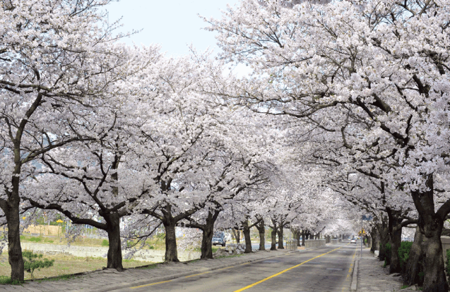 정읍 벚꽃 축제