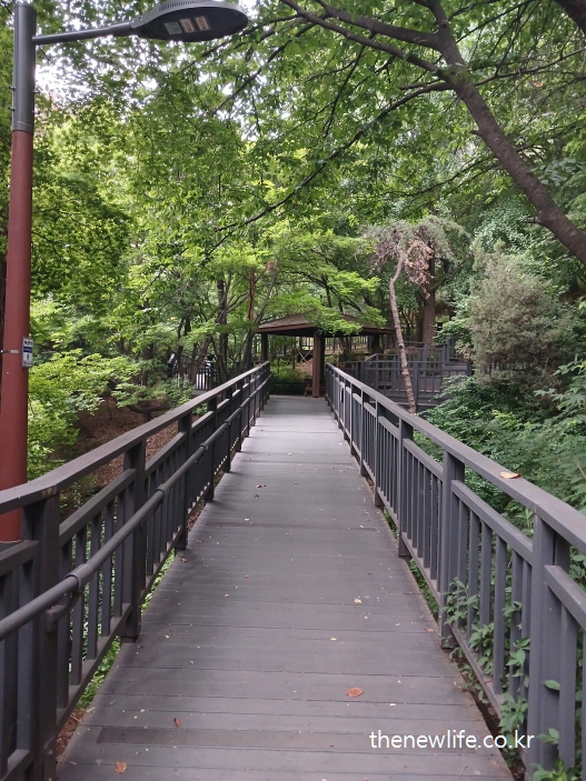 Wooden walkway in a lush green forest park / 푸른 숲속 공원에 조성된 나무 데크 산책길