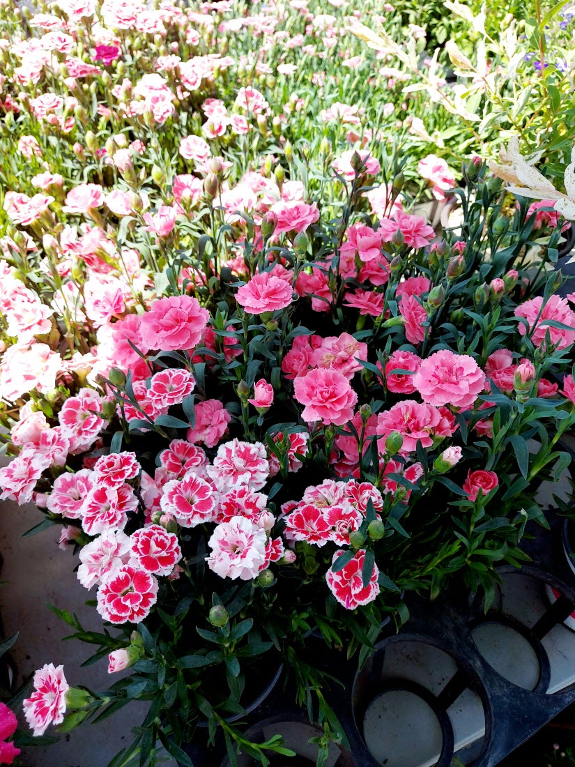 양재꽃시장 생화