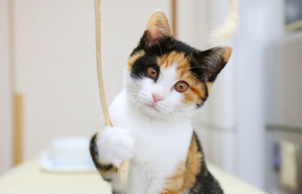 끈으로 노는 삼색 고양이.