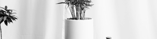 홍콩야자 관리방법: 지속적인 관리