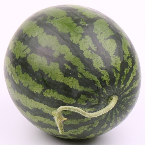 꿀수박
