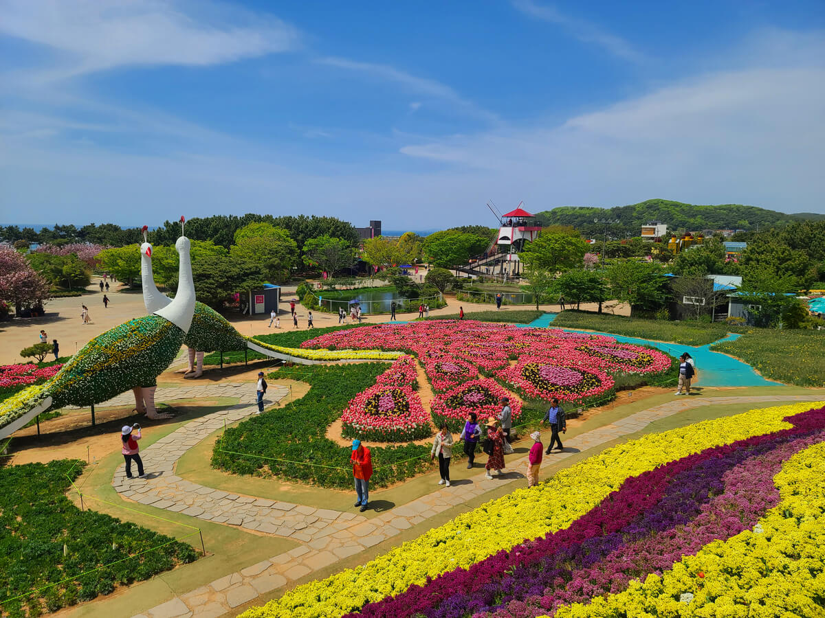 태안 튤립축제