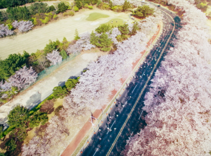 경주 벚꽃 마라톤 대회