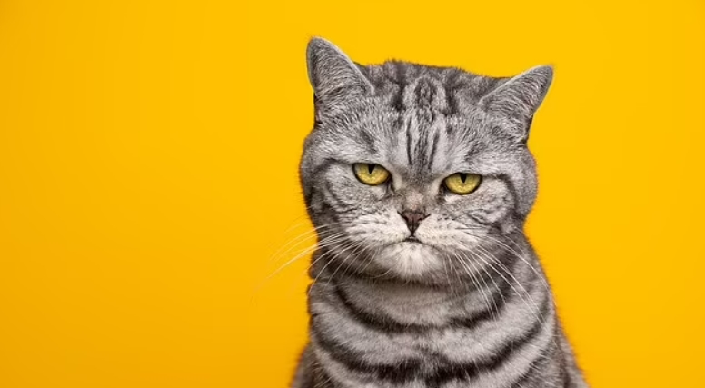 고양이들, 300개의 &nbsp;얼굴&nbsp;표정 가지고 있어...강아지와는 비교도 안돼! VIDEO: Cats have nearly 300 facial expressions, including a 'play face' they share with humans, study finds