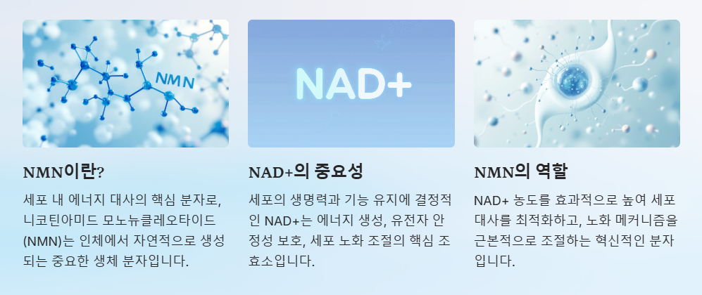 NMN의정의