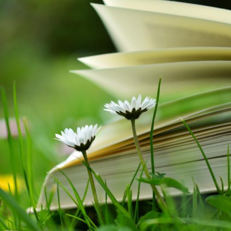 한강의 소설 &amp;#39;흰&amp;#39; 줄거리 : 삶과 죽음을 관통하는 색의 서사