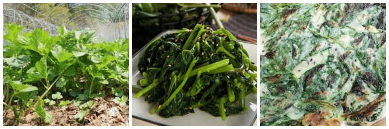 어수리나물, 어수리나물 무침, 어수리나물 전 사진