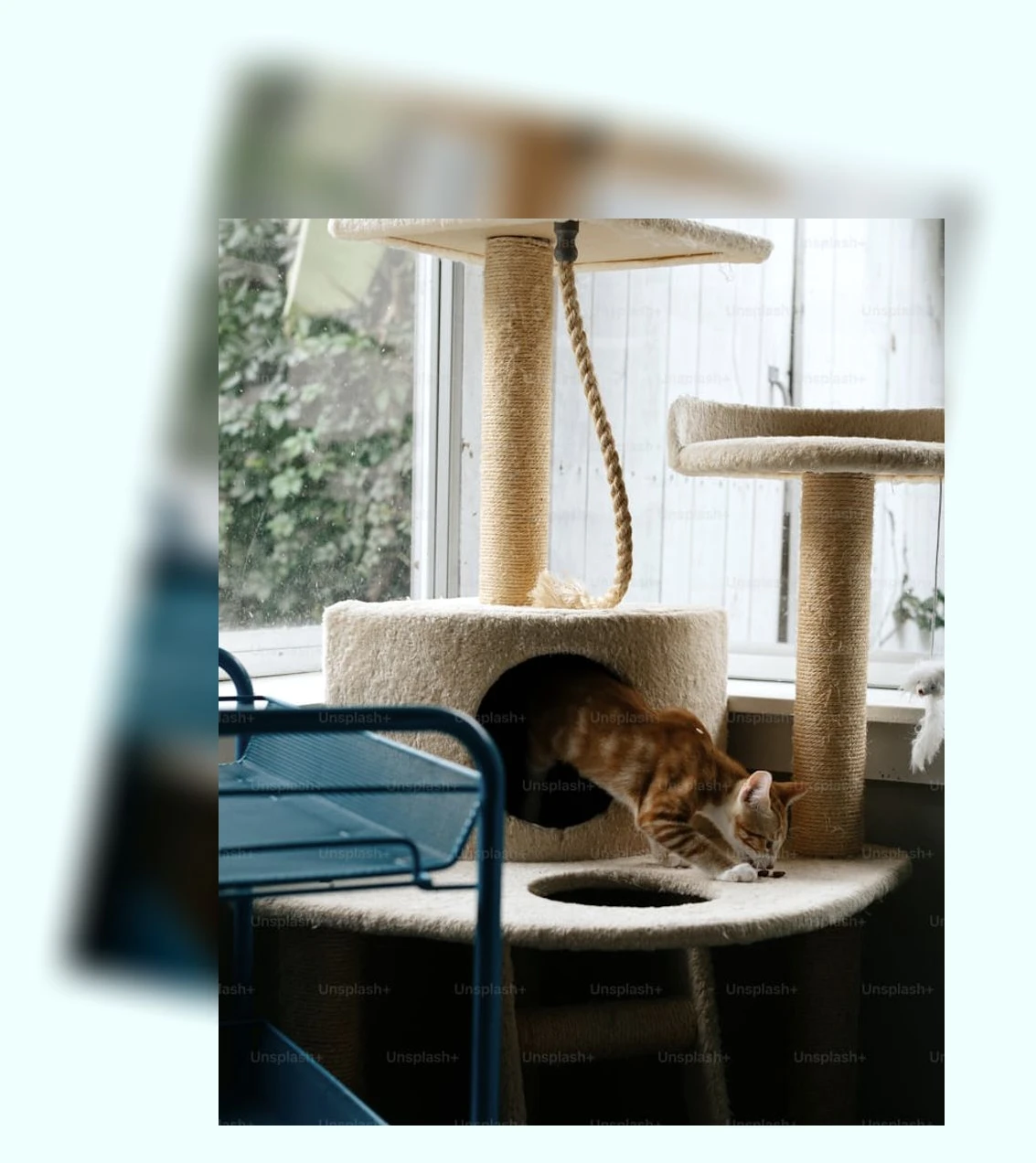 고양이 건강 관리_1_subsection