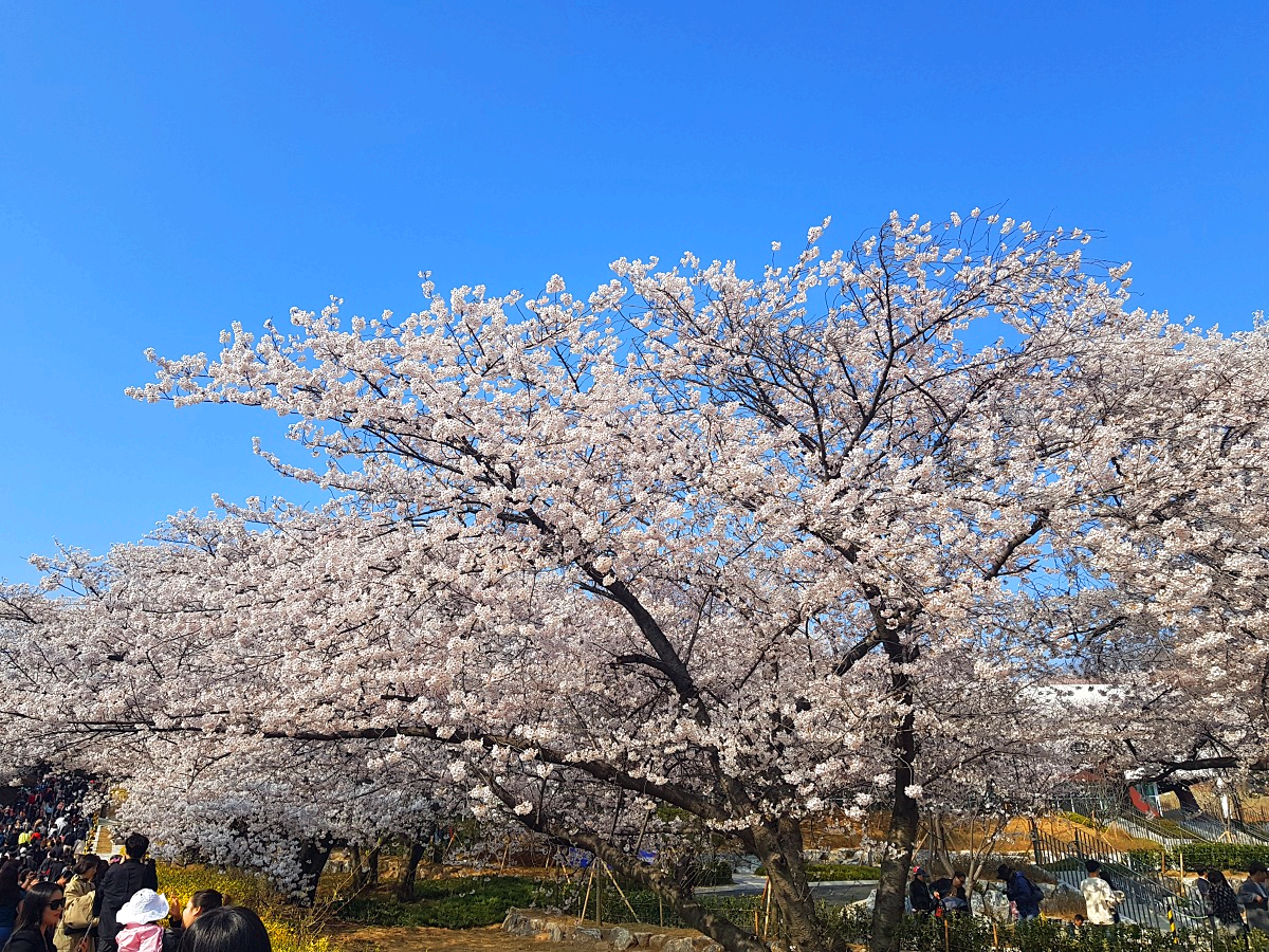 2026 비밀의 인천 벚꽃 명소|SK인천석유화학 벚꽃동산 개방, 무료 주차 꿀팁
