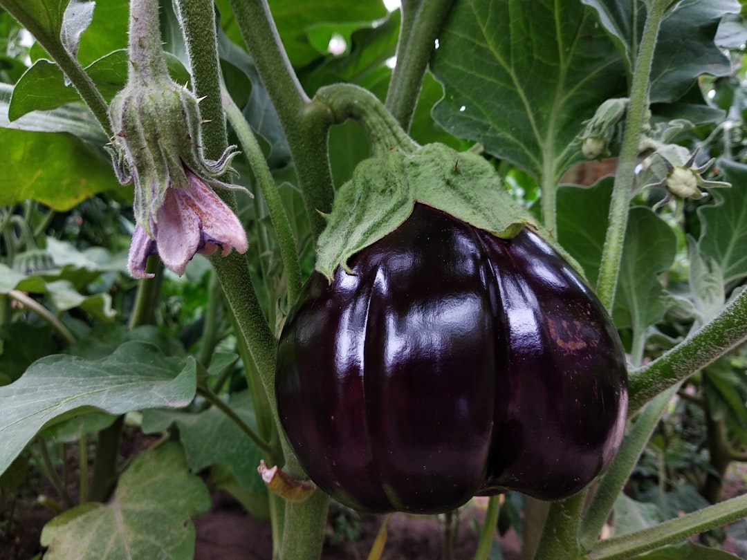 Eggplant