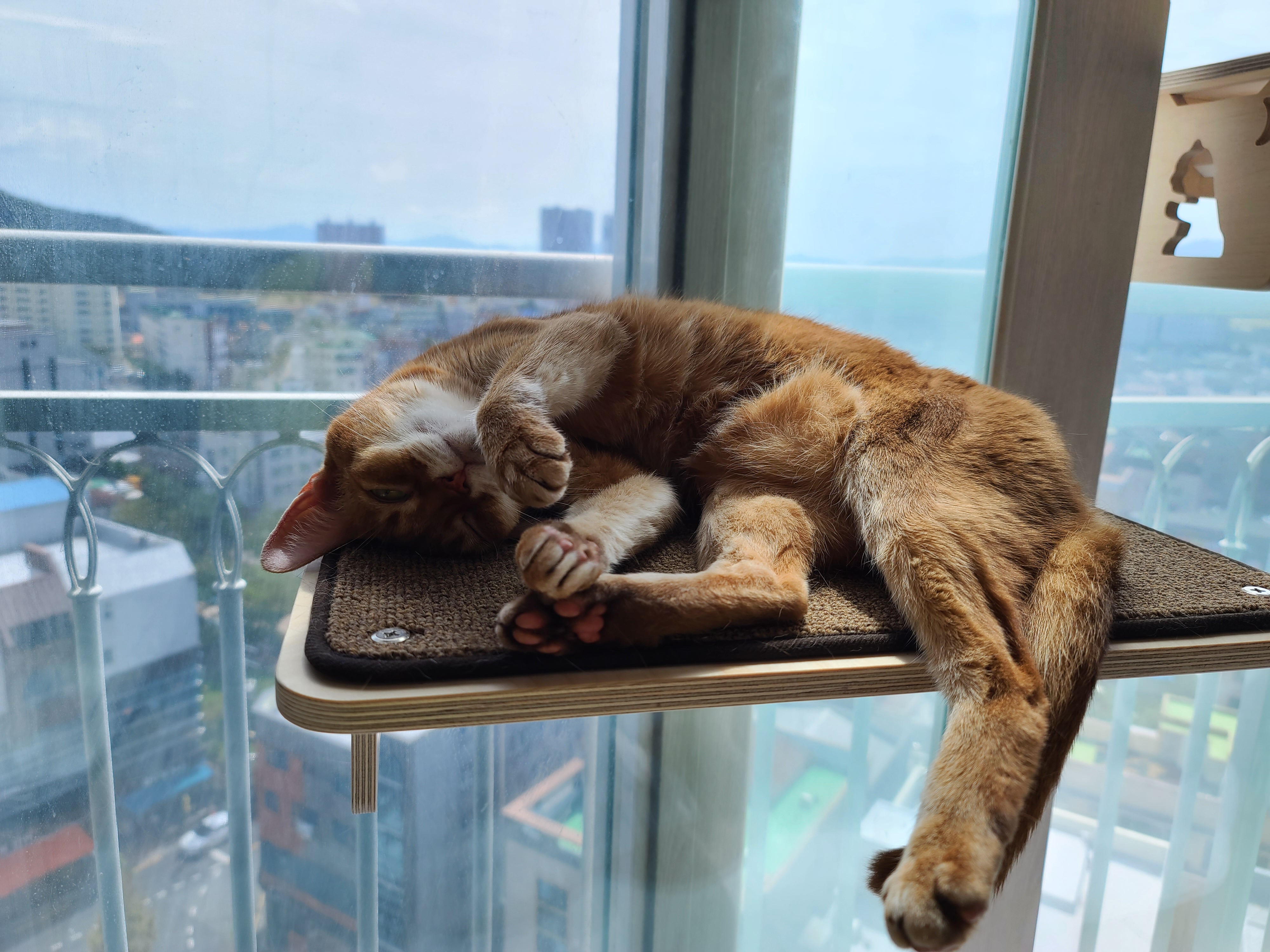 캣볼은 서열순이 아니잖아요~(feat.부드러운 카리스마 서열1위 루나)