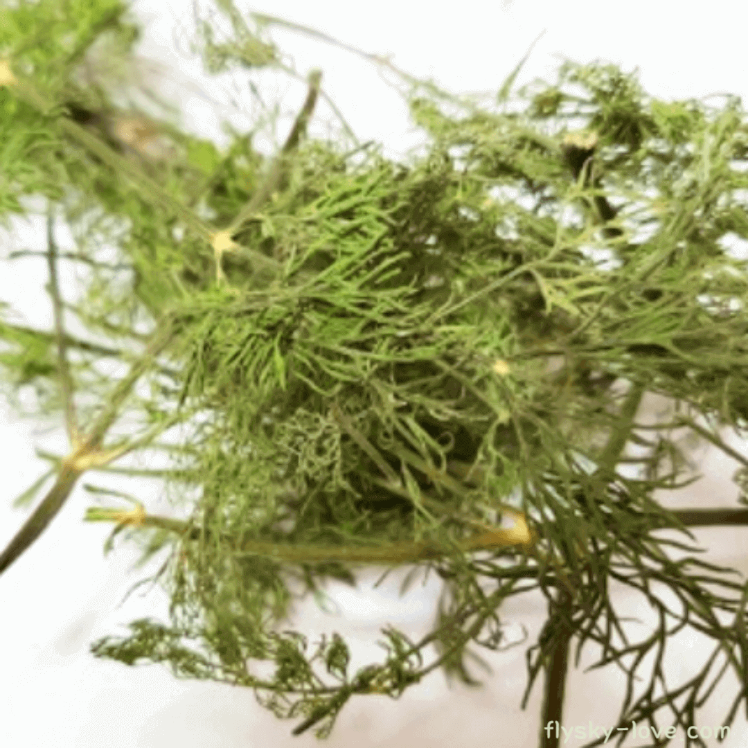 서양자초 (boraya) 효능