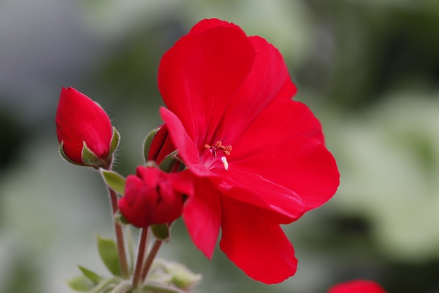 제라늄 Geranium