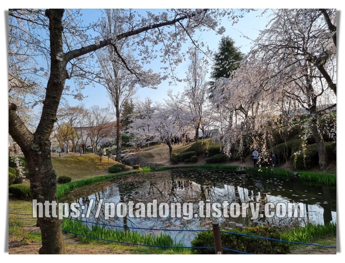 경주 보문정 벚꽃