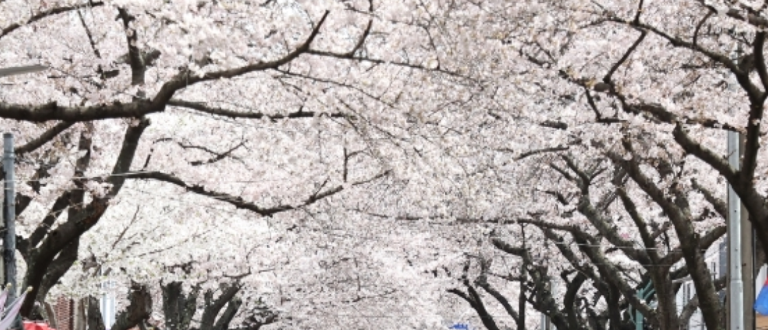 2024 벚꽃 개화시기 및 전국 벚꽃 명소 알아보기
