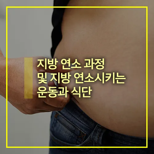 지방 연소 과정
