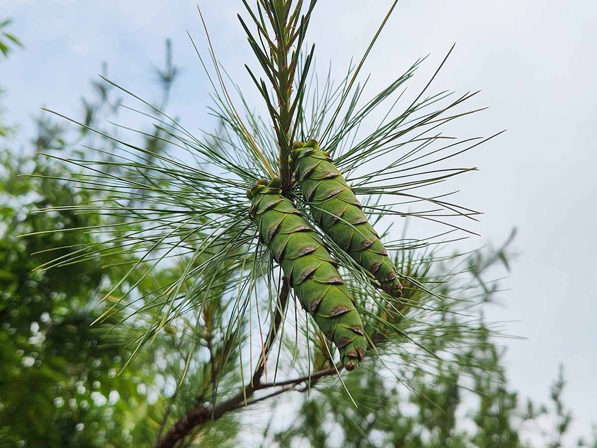 스트로브잣나무