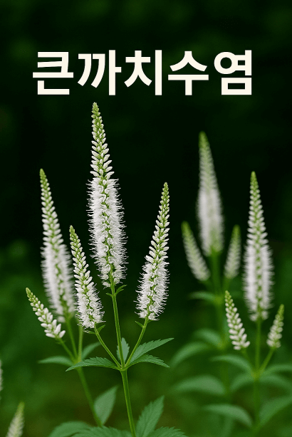 큰까치수염으로 완성하는 여름 식재 디자인